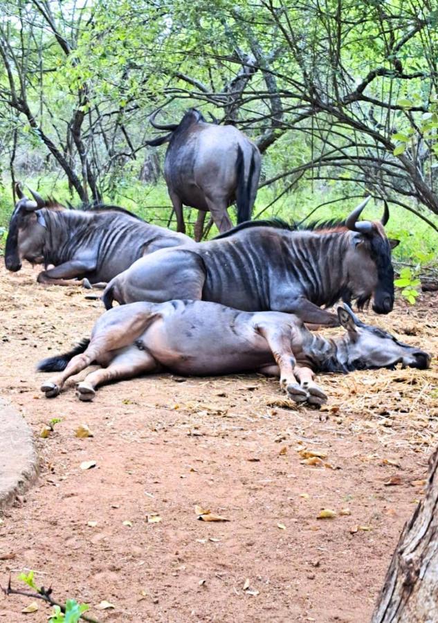 Lion King Villa Marloth Park Eksteriør billede
