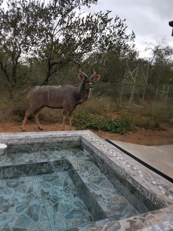 Lion King Villa Marloth Park Eksteriør billede